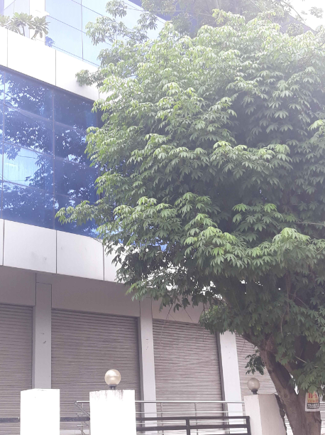 yolamanchili parking